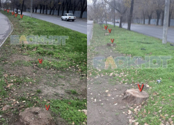 Ростовчане пожаловались на вырубку 14 тополей и сосен напротив парка «Дружба»