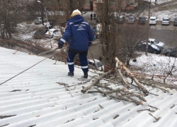 В Ростове на школу упало дерево