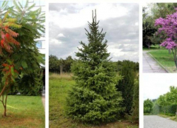 В Ростове высадят 10 тысяч многолетних и вечнозеленых деревьев