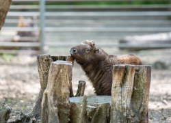 В зоопарке Ростова объявили голосование на лучшее имя для краснокнижного малыша Такин-Мишми