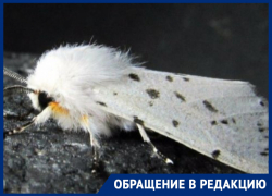 В Ростове гусеницы американской белой бабочки угрожают Зеленому острову