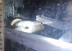 Администрация Ростова отреагировала запертых в доме животных 