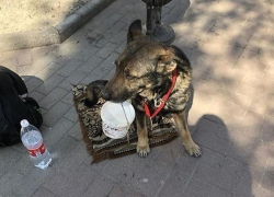 Несчастная собака-попрошайка в Ростове вызвала у прохожих сильное возмущение