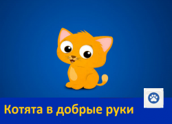 Котята бесплатно