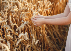 Ростовская область занимает пятое место в России по объему собранной мягкой пшеницы 