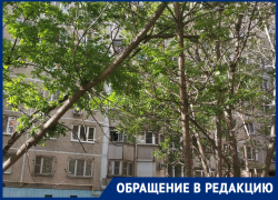 «Дерево может упасть в любой момент»: ростовчанка сообщила об аварийной ситуации в своем дворе