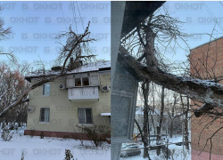 Дерево упало на балкон жилого дома в Ростове