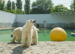 «Грязевые лужи и ледяные фрукты»: как спасаются от жары обитатели ростовского зоопарка