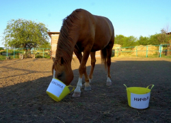 Счастливого победителя матча «Мексика-Южная Корея» определил ростовский конь-оракул