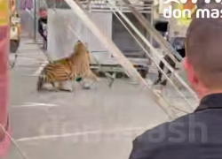 СК, прокуратура и полиция начали проверку после инцидента с тигром в цирке