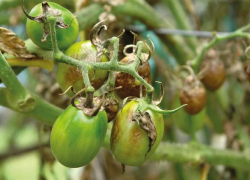 Внимание! К помидорам уже подкралась фитофтора