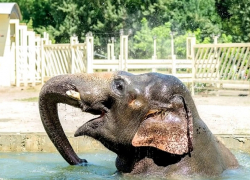 В ростовском зоопарке отметят 19-летие индийского слона Юмы