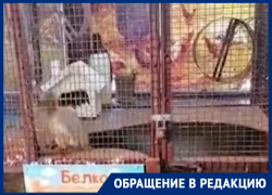 Ростовчане переживают за судьбу белок, заключенных в клетку в Трогательном зоопарке 