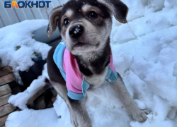 До 20 см снега за сутки ожидается в Ростовской области 