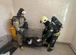 В Ростове сотрудники МЧС спасли животных при пожаре в зоопарке