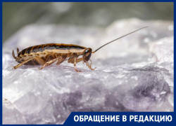 В Ростове в больнице на Профсоюзной пациенты нашли полчища тараканов
