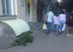 В ожидании новой трагедии из-за падающих деревьев бьют тревогу жители Пушкинской в Ростове