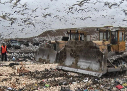 Более 30 тонн санкционных грибов из Польши уничтожили на полигонах Ростова и Миллерово