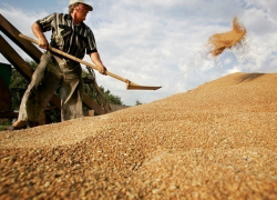 Амброзия и горчак угрожают качеству собранного в Ростовской области зерна