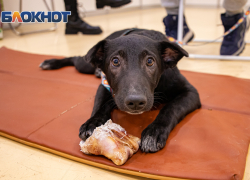 Приюты Ростовской области переполнены: количество животных в два раза превышает норму