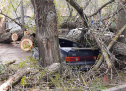 В Ростове рухнувшее дерево повредило четыре машины