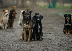 В травмпункты Ростова стали чаще обращаться с укусами собак