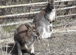 В зоопарке Ростова на свет появился детеныш кенгуру