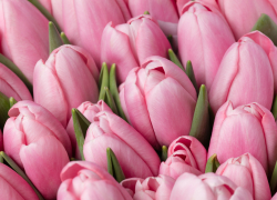 Весна — время для тюльпанов: специалисты рассказали ростовчанам о том, как создать яркую клумбу