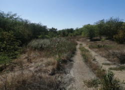 Лесополосу «Долина Любви» жители поселков под Ростовом пытаются вернуть через суд