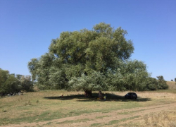 «Бабушка Ива» представила Ростовскую область в конкурсе «Российское дерево года - 2025»