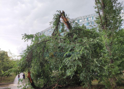 На Северном рухнувшее дерево заблокировало вход в дом