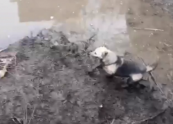 В Ростове спасатели вытащили собаку из четырехметровой ямы