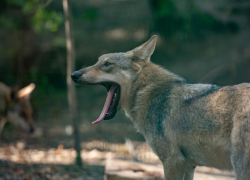 В ростовском зоопарке дали имена трем волчатам