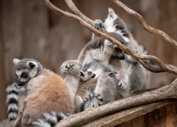 В ростовском зоопарке рассказали о показательных кормлениях рогатых воронов, лемуров и сурикатов