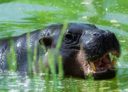 Карликовые бегемоты Риф и Найма снова резвятся в уличных вольерах в ростовском зоопарке