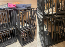 Били током и морили голодом: в подмосковном зооприюте пострадали собаки певицы Mona из Ростова