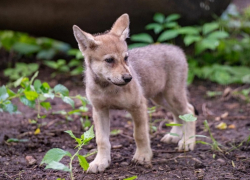 Трогательными кадрами с крошками-волчатами поделился ростовский зоопарк