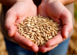 Суд запретил фирме из Ростовской области вывозить зерно из карантинных зон