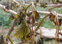 Виноградники в Ростовской области пострадали из-за заморозков