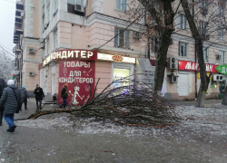 С начала недели в Ростове упало более 289 деревьев из-за обледенения 