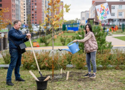 В экорайоне «Вересаево» в Ростове высадили платановые аллеи