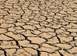 В нескольких районах Ростовской области началась засуха 