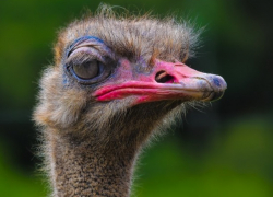 В Ростове бежавший из плена в жаркую Африку неуловимый страус попал на видео 