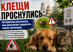Клещи проснулись: ветеринар рассказал, как дончанам защитить своих питомцев