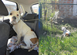 Преданный стаффорд едва не остался брошенным на произвол судьбы в Батайске