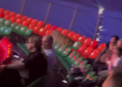 После инцидента с тигром в цирке Ростова возбудили уголовное дело