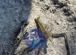 В Батайске из Койсуга рыбак выловил креветок с огромными клешнями