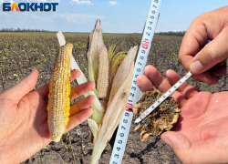 Урожай гибнет из-за засухи: обещанных искусственных дождей в Ростовской области фермеры так и не дождались