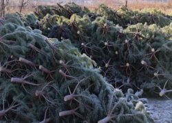 В Ростовскую область из Удмуртии отправили первую партию новогодних деревьев