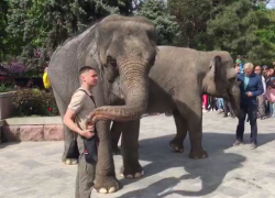 Цирковые слоны совершили прогулку по центру Ростова